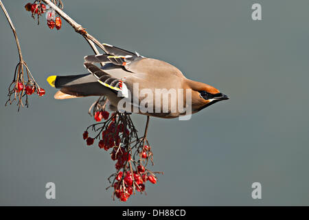 Bohemian Waxwing (Bombycilla garrulus), Schwaz, in Tirolo, Austria Foto Stock