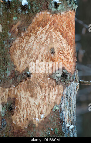 I danni provocati da cervi su un albero di abete, Nationalpark Bayerischer Wald, Baviera, Germania Foto Stock