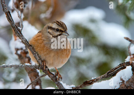 Rock Bunting (Emberiza cia), Terfens, Tirolo, Austria Foto Stock