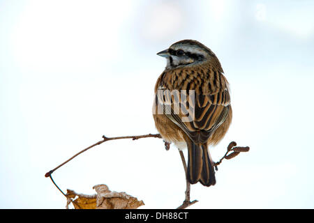 Rock Bunting (Emberiza cia), Terfens, Tirolo, Austria Foto Stock