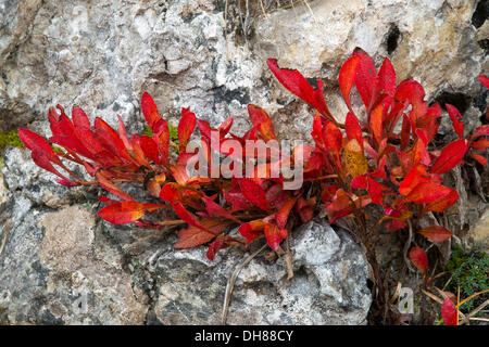 Alpine Uva Ursina (Arctostaphylos alpina), in autunno, il Passo Sella, Dolomiti, Alto Adige Provincia, Trentino-Alto Adige, Italia Foto Stock