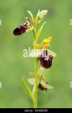 Inizio Spider Orchid (Ophrys sphegodes) e un oro ragno granchio (Misumena vatia), Darscho-Lacke, Seewinkel, Apetlon Foto Stock
