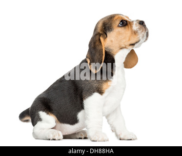 Vista laterale di un cucciolo di Beagle seduto, guardando verso l'alto contro lo sfondo bianco Foto Stock