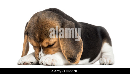 Vista frontale di un cucciolo di Beagle giacente, nasconde la sua faccia contro uno sfondo bianco Foto Stock