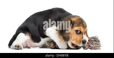 Vista frontale di un cucciolo di Beagle di mordere un giocattolo di corda contro uno sfondo bianco Foto Stock