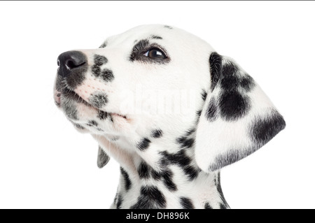 Close-up di un cucciolo dalmata, guardando verso l'alto contro lo sfondo bianco Foto Stock