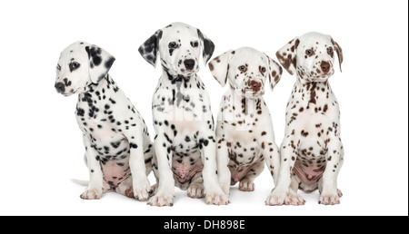 Gruppo di cuccioli dalmata seduto contro uno sfondo bianco Foto Stock