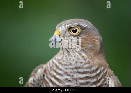 Sparviero (Accipiter nisus), ritratto, Bassa Sassonia, Germania Foto Stock