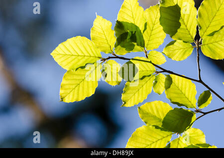 Comune di faggio (Fagus sylvatica) lascia con retroilluminazione Foto Stock