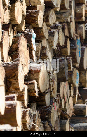 Abbattuti i registri, in legno di pino, Franconia, Bavaria Foto Stock