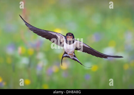 Barn swallow (Hirundo rustica) in volo con la preda, Turingia Foto Stock