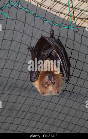 Rodrigues Flying Fox (Pteropus rodricensis). In pericolo critico. Limitato a isola Rodrigues, SW Oceano indiano . Foto Stock