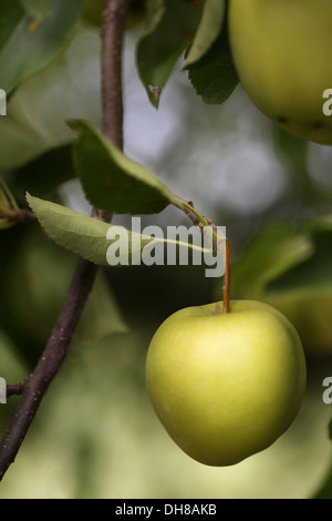 Apple, Malus domestica cultivar. Mele Verdi che crescono su albero. Foto Stock