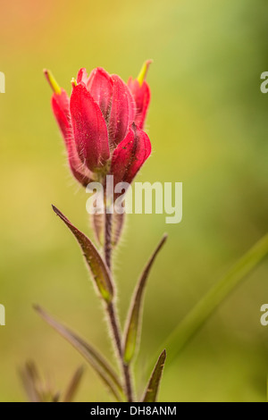 Indian paintbrush, Castilleja linariifolia. Fiore singolo comprendente delle brattee rosa e sepali. Foto Stock