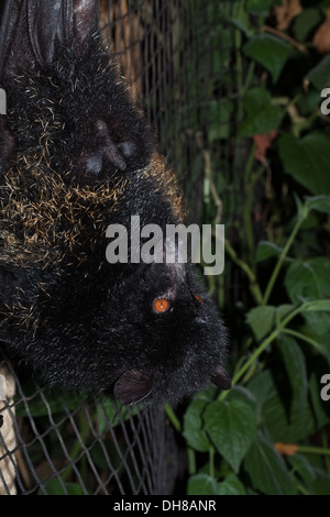 Livingstone di frutta Bat (Pteropus livingstonii). In pericolo critico. Limitato a una sola isola Anjouan. Comores, Oceano Indiano. Foto Stock