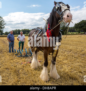 Cavallo e dimostrazione di aratura presso la maniglia di avviamento riunione del Club, Norfolk, Regno Unito. Foto Stock