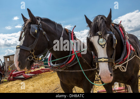 Cavallo e dimostrazione di aratura presso la maniglia di avviamento riunione del Club, Norfolk, Regno Unito. Foto Stock