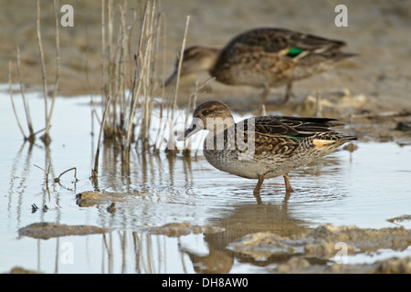 Teal (Anas crecca) femmina in background Foto Stock