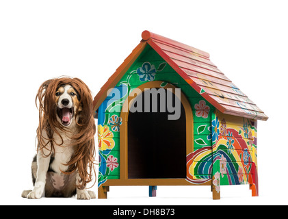 Border Collie seduta con i capelli rossi parrucca nella parte anteriore del canile contro uno sfondo bianco Foto Stock