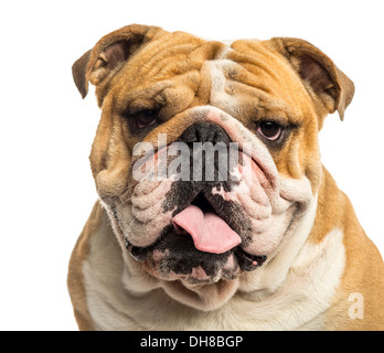 Close-up di un Bulldog Inglese ansimando, isolato su bianco Foto Stock