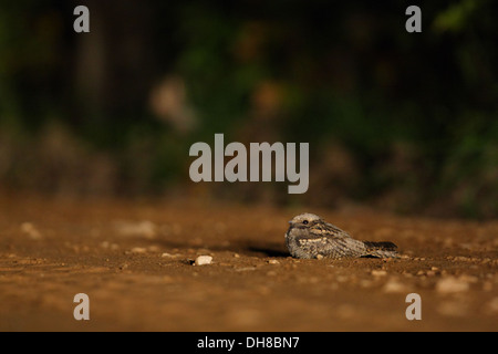 Nightjar (Caprimulgus europaeus) di appoggio al suolo. Europa Foto Stock