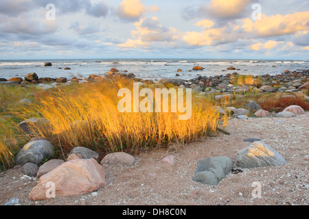 Flaming reed dipinte dal sole di sollevamento e di movimento in canne da vento. Hiiumaa island, Estonia Foto Stock