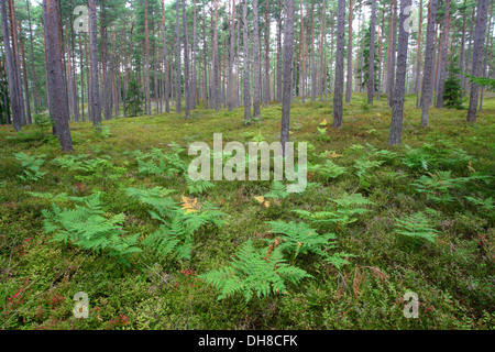 Felci nella foresta di pini, Hiiumaa island, Kõpu penisola, Estonia, Europa Foto Stock