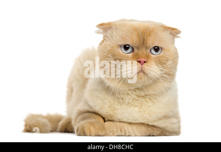 Scottish Fold giace contro uno sfondo bianco Foto Stock