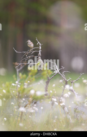 Wood Sandpiper (Tringa glareola) tra Hare's-coda (Cottongrass Eriophorum vaginatum) in allevamento bog habitat. L'Europa, Estonia Foto Stock