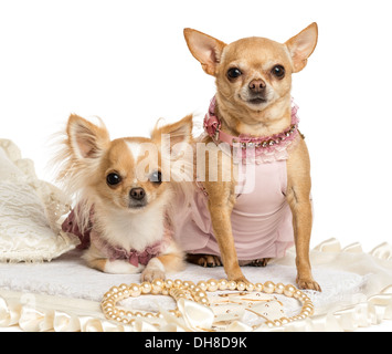 Due vestite Chihuahuas seduto su rug contro uno sfondo bianco Foto Stock