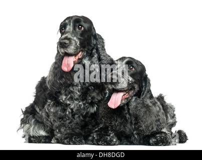 Due English Cocker Spaniel ansimando accanto a ogni altra contro uno sfondo bianco Foto Stock