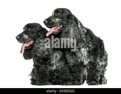 Due English Cocker Spaniel ansimando accanto a ogni altra contro uno sfondo bianco Foto Stock