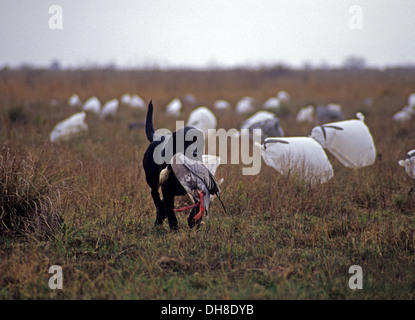 Nero Labrador Retriever cane recupera una fase blu snow goose (Chen caerulescens) mentre la caccia di oche vicino a Port Lavaca Texas Foto Stock