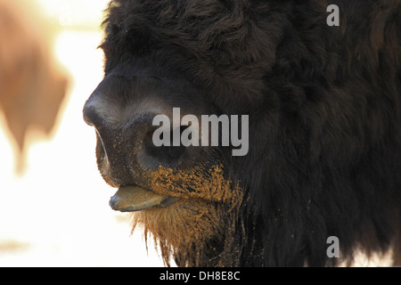 Bisonte europeo, Bison bonasus. Posizione: riserva Wisent Lovce - Topolcianky, Tribec montagne, Slovacchia. Foto Stock