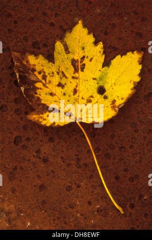 Platano, Acer pseudoplatanus. Studio shot di giallo, Autumn Leaf tornitura e macchiato marrone, giacente sul metallo arrugginito foglio. Foto Stock