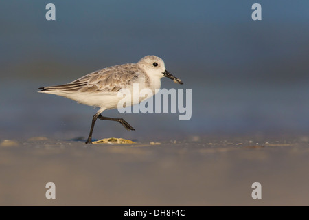 Sanderling (Calidris alba) in esecuzione sulla sabbia - Fort Desoto, Florida Foto Stock