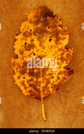 Sorbo montano Sorbus intermedia x. Studio shot di giallo e marrone e foglie di autunno di sorbo montano svedese giacente sulla ruvida giallo Foto Stock