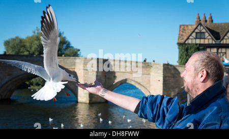 Un uomo di gabbiani di alimentazione dalla sua mano a St Ives Cambridgeshire Regno Unito Foto Stock