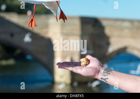 Un uomo di gabbiani di alimentazione dalla sua mano a St Ives Cambridgeshire Regno Unito Foto Stock