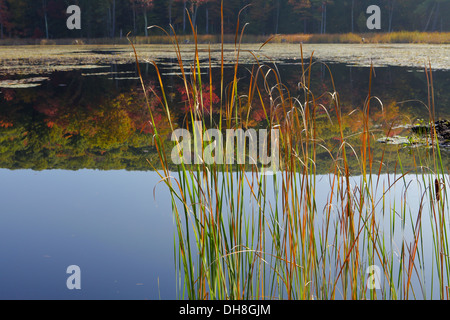 Autunno a colori si riflettono su un piccolo lago nel laghetto Fontana Park vicino a Great Barrington in Berkshire County, Massachusetts Foto Stock