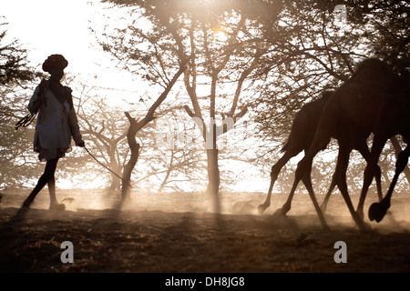 Camel herder con cammelli verso il Pushkar Camel Fair Foto Stock