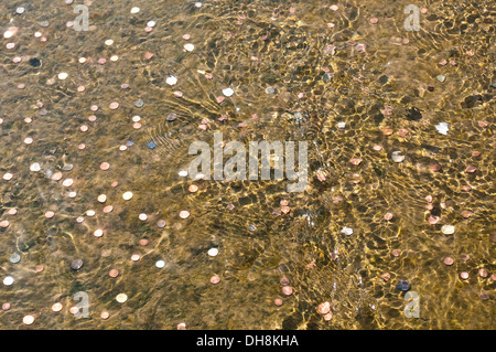 Le monete per fortuna nella Fontana di Nettuno, Villa d'Este, Tivoli, Lazio, Italia Foto Stock