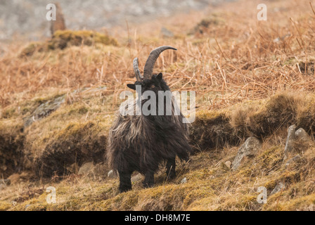 Maschio adulto di capra selvatici Foto Stock