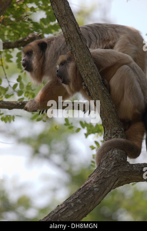 Nero e oro scimmie urlatrici (Aloutta curaya). Due femmine chiamando. America Centrale e America del Sud. A Durrell Wildlife Conservation Foto Stock