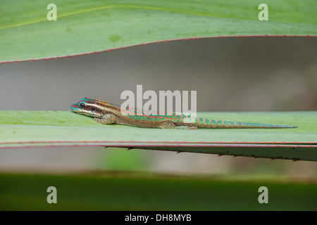 Maurizio Maurizio / Giorno ornati Gecko (Phelsuma ornata) / Vinson il geco sat basking in sun su foglia di palma. Endemica di Mauritius, Foto Stock