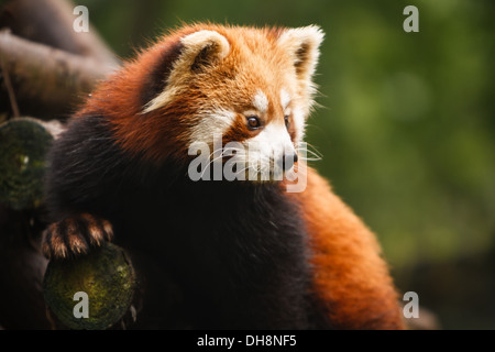 Red orso panda climbing albero a Chengdu Research Base del Panda Gigante Centro di allevamento in Cina Sichuan Foto Stock