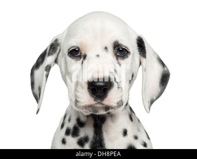 Close-up di un cucciolo dalmata affacciata, guardando la telecamera contro uno sfondo bianco Foto Stock