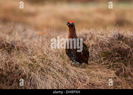 Red Grouse sat sulla banca di erica. Foto Stock