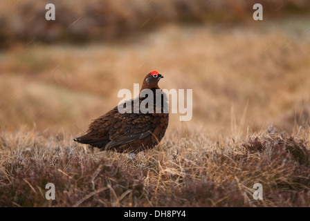 Red Grouse sat sulla banca di erica. Foto Stock