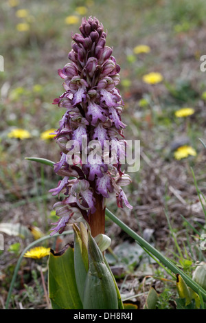 Himantoglossum robertianum, precedentemente Barlia robertiana, nel sud della Francia Foto Stock